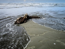Driftwood and Tides - Moclips Washington 