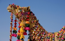 Dromedary camel  x