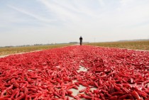 Drying chilies  Neihuang County central China 