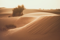 Dubai Desert at golden hour OC x