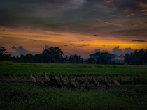 Ducks overlooking sunset Bali