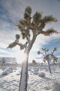 During the end of last year I caught Joshua Tree in a less typical setting Covered in Snow I love this shot of the sun rising over a Joshua Tree 