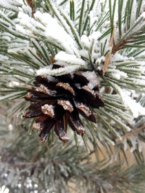 Dusting of fresh autumn snow on a ponderosa pine cone Colorado  