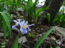 Dwarf Crested Iris Iris cristata Shaddox Hollow trail NWA 