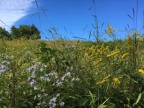 Early fall wildflowers and a beautiful blue sky Hockessin Delaware USA  x  