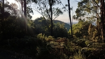 Early Morning at Mount Macedon Australia 