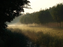 Early morning biesbosch Netherlands   