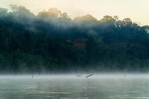 Early morning fog on the Manu River 