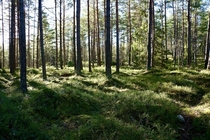 Early morning in a Swedish forest 