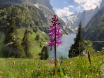 Early purple orchid in Flensee Appenzellerland Switzerland 