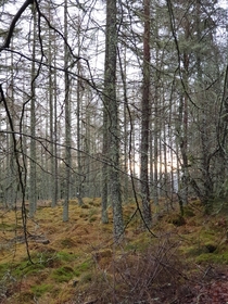 Early sun peaking through the mossy pine Highlands Scotland 