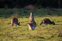 Eastern Grey Kangaroo with Joey Macropus giganteus 