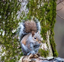 Eastern Grey squirrel