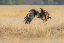 Eastern Imperial Eagle Aquila heliaca - Tal Chappar Rajasthan India 