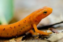 Eastern Red-spotted Newt 