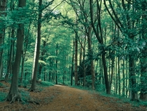 Edington forest OC x