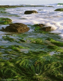 Eel Grass and Surf Orange County California 