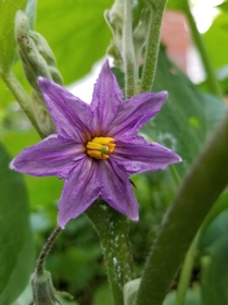 Eggplant flower 