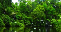 Egrets Creek Tapiche Jungle Reserve Iquitos Peru 