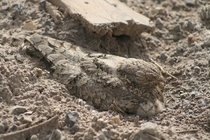 Egyptian nightjar Caprimulgus aegyptius rests on the sand 