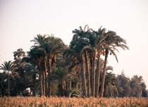 Egypts countryside before sunset 