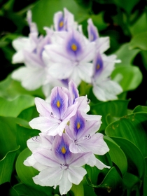 Eichhornia crassipesWater Hyacinth invasive and destructive but beautiful 