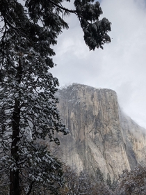 El Capitan during a snow shower after the first night of the seasons snow Yosemite National Park 