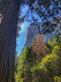 El Capitan in Yosemite behind the trees   x 