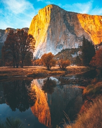 El Capitan in Yosemite with the golden glow of sunset    