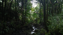 El Yunque Rainforest Puerto Rico 