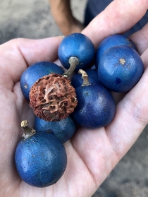 Elaeocarpus ganitrus berries outside Cairns QLD