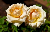 Elegant Beauty - A hybrid Tea Rose 