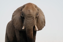 Elephant in Botswana Photo credit to Thomas Evans
