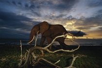 Elephant in the dusk 