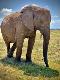 Elephant Park Knysna South Africa Photo credit to Patricia Stock