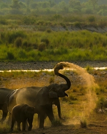 Elephant sand shower Photo credit to Arun Krishnaiah