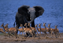 Elephant scaring the antelopes away
