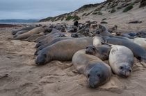 Elephant Seals at Ano Nuevo State Park California 