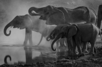 Elephants having an early morning drink at the waterhole Etosha Namibia Photo credit to Richard Jacobs