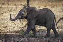 Elephants learn and express emotions like human children - this little guy in Kruger NP was supremely happy with a juicy branch and showed it off to a herd member before running off and eating it down 