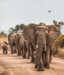 Elephants on the road South Africa