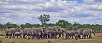 Elephants    Photographed by Alessandro Catta 