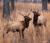 Elk bulls