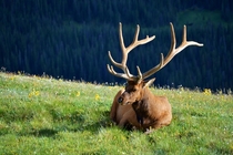 Elk Cervus canadensis with an impressive rack Rocky Mountain National Park 