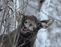 Elk in Northern Norway