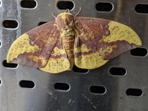 Emperor moth that I saw at work today
