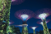 Enchanting Supertrees Grove - Gardens by the bay Singapore