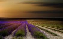 Endless lavender rows in Provence  photo by Tramont_ana