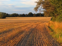English Farmers Field Staffordshire UK 