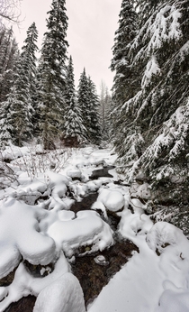 Enjoying the soft forms of winter as we cross Snyder Creek in Glacier National Park 